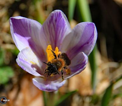 Crocus biguaré_Vercors