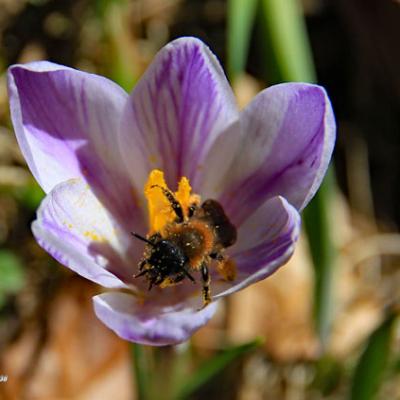 Crocus biguaré_Vercors