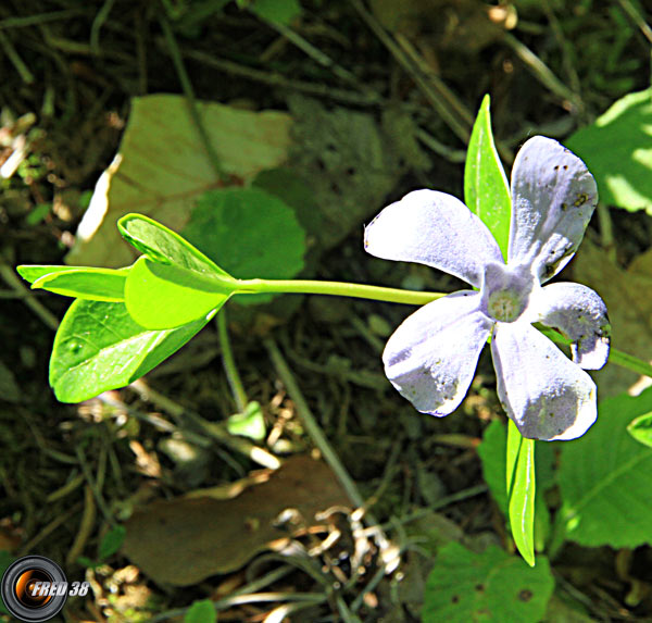 Pervenche intermédiaire_Vercors