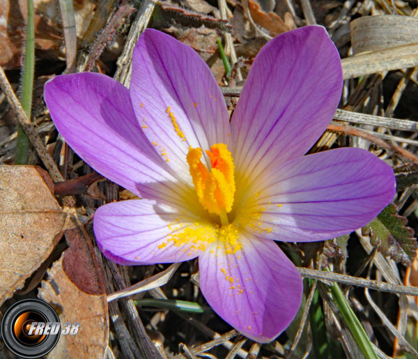 Petit crocus_Haut-Verdon