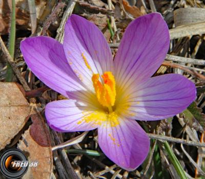 Petit crocus_Haut-Verdon