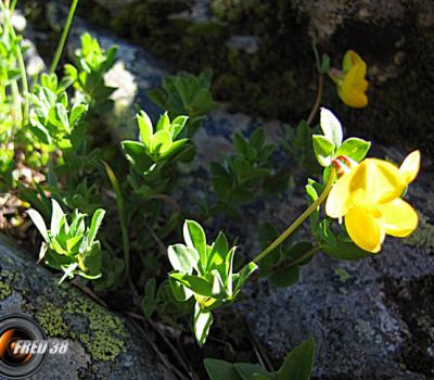 Cytise couché (petit)_Belledonne