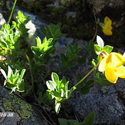 Cytise couché (petit)_Belledonne