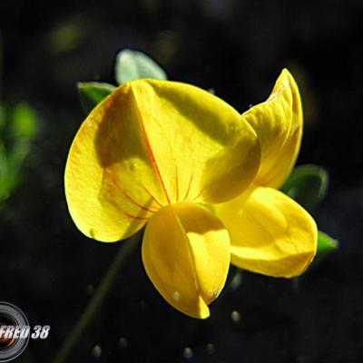 Cytise couché (petit)2_Belledonne