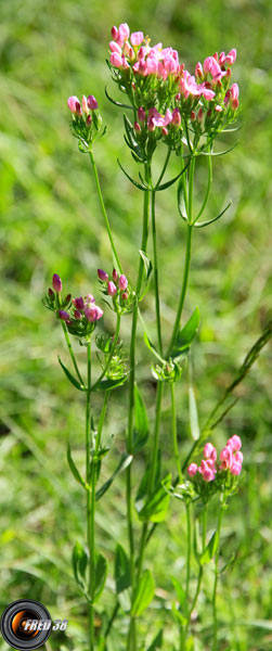 Centaurée rouge (petite)_Dauphiné