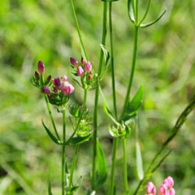 Centaurée rouge (petite)_Dauphiné