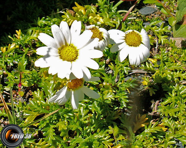 Marguerite (petite)_Ecrins