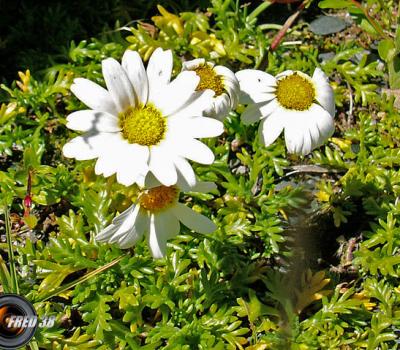 Marguerite (petite)_Ecrins