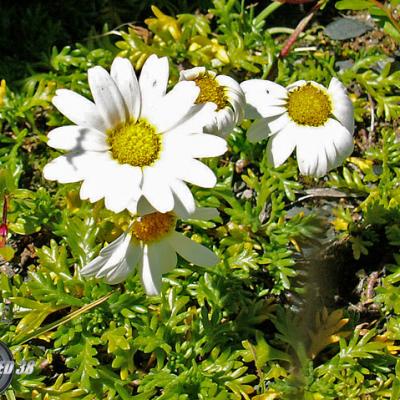 Marguerite (petite)_Ecrins