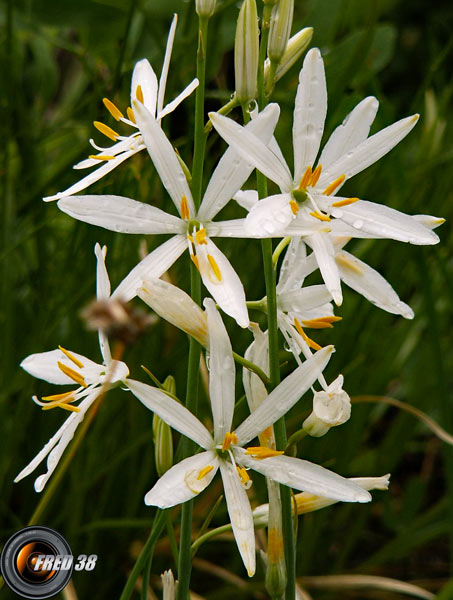 Phalangère à fleur de lys_Chartreuse