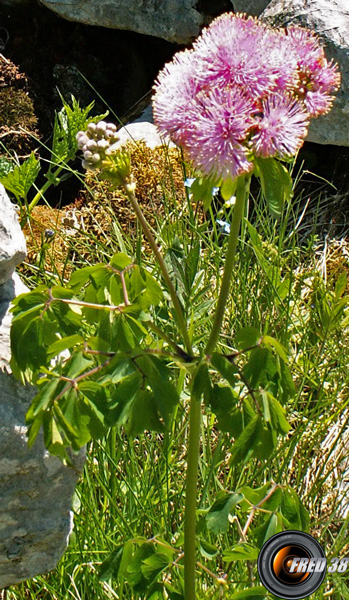 Pigamon à feuille d'ancolie_Vercors