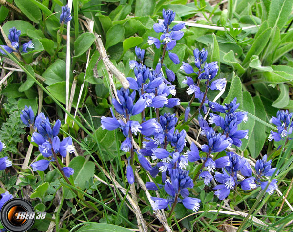 Polygala commun_Belledonne