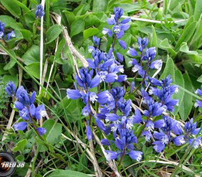 Polygala commun_Belledonne