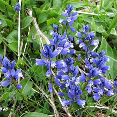 Polygala commun_Belledonne