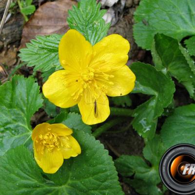 Populage des marais_Belledonne