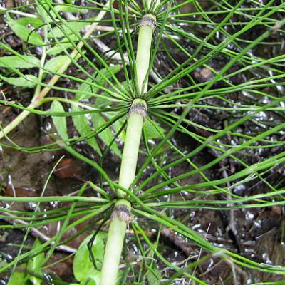 Prêle des bois1_Bauges