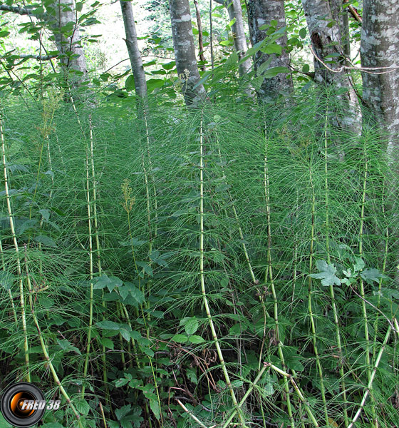 Prêle des bois2_Bauges