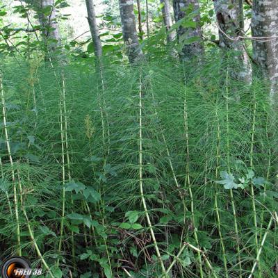 Prêle des bois2_Bauges