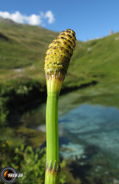 Prêle des marais_Beaufortain