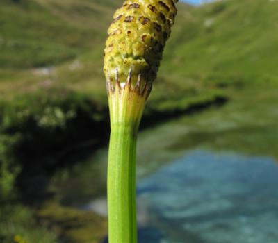 Prêle des marais_Beaufortain