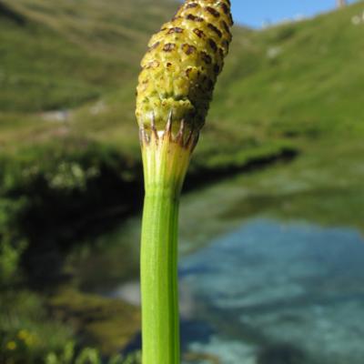 Prêle des marais_Beaufortain
