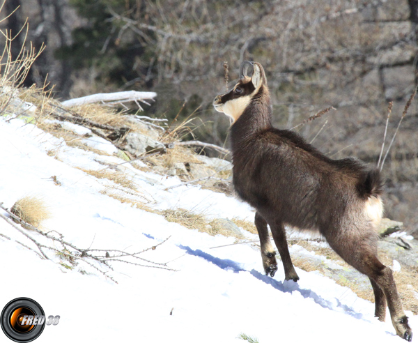 Chamois Mercantour