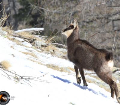 Chamois Mercantour