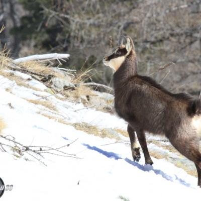 Chamois Mercantour