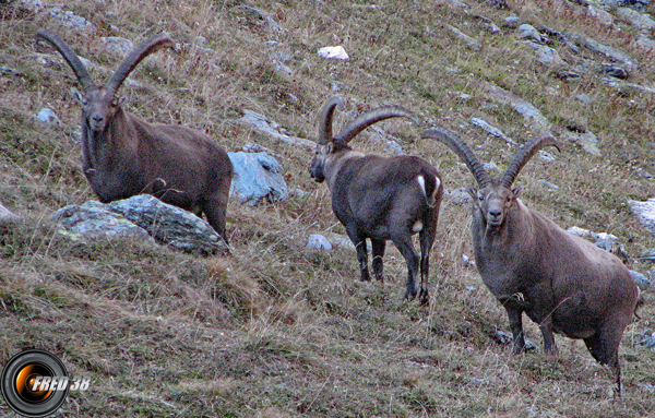 Bouquetins Vanoise