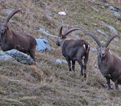 Bouquetins Vanoise