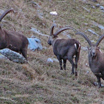 Bouquetins Vanoise