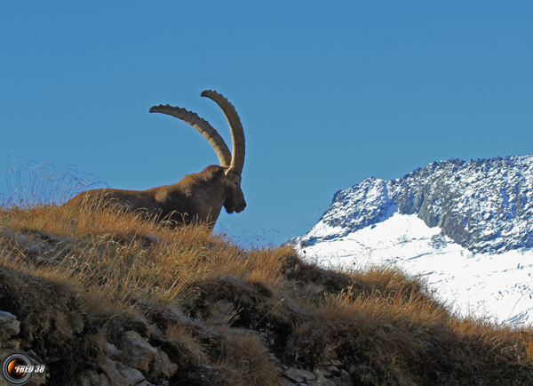 Bouquetins Vanoise