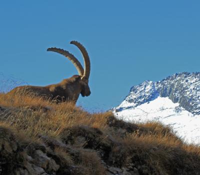 Bouquetins Vanoise