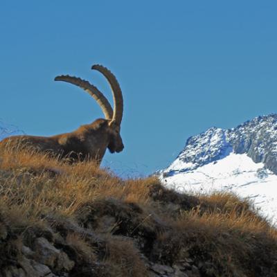 Bouquetins Vanoise