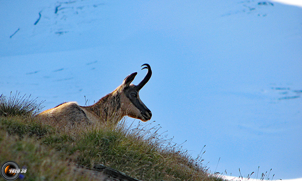 Chamois Vanoise