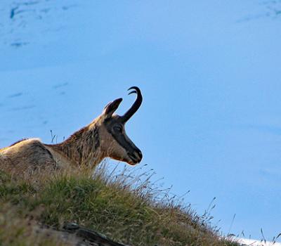 Chamois Vanoise