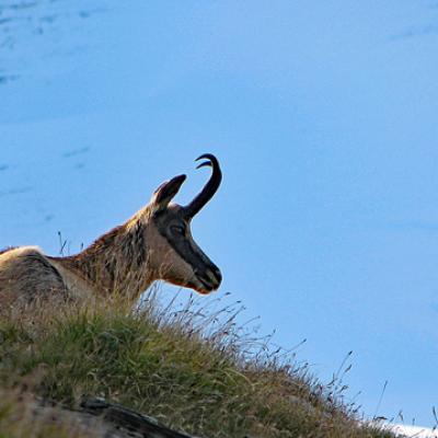 Chamois Vanoise
