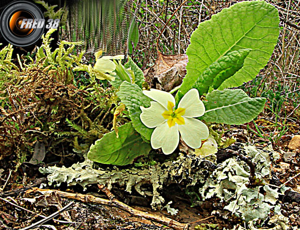 Primevère à grandes fleurs_Dauphiné