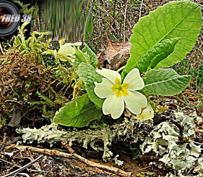 Primevère à grandes fleurs_Dauphiné