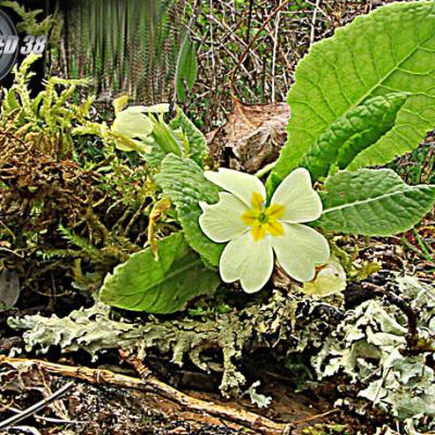 Primevère à grandes fleurs_Dauphiné
