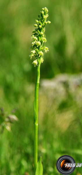 Pseudorchis blanc_Lauzière