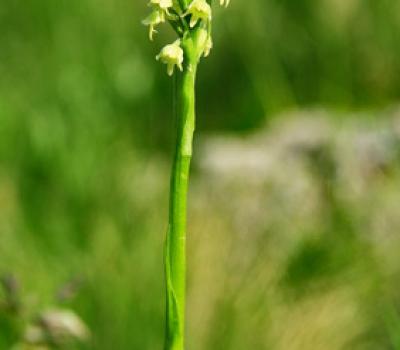 Pseudorchis blanc_Lauzière