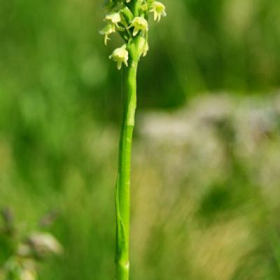 Pseudorchis blanc_Lauzière