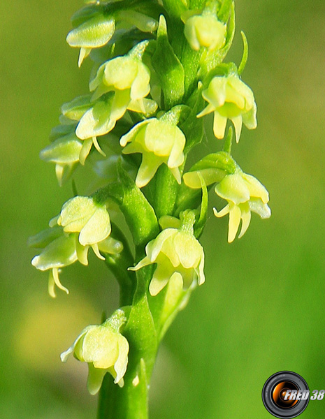 Pseudorchis blanc2_Lauzière