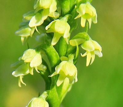 Pseudorchis blanc2_Lauzière