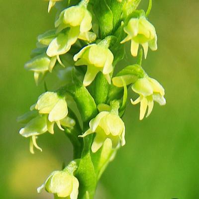 Pseudorchis blanc2_Lauzière