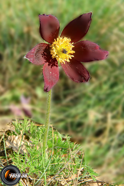 Anémone pulsatille montagnarde_Dauphiné