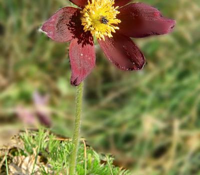 Anémone pulsatille montagnarde_Dauphiné