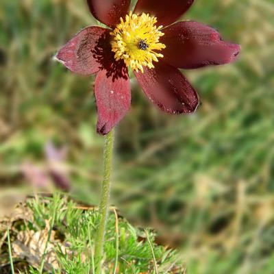Anémone pulsatille montagnarde_Dauphiné