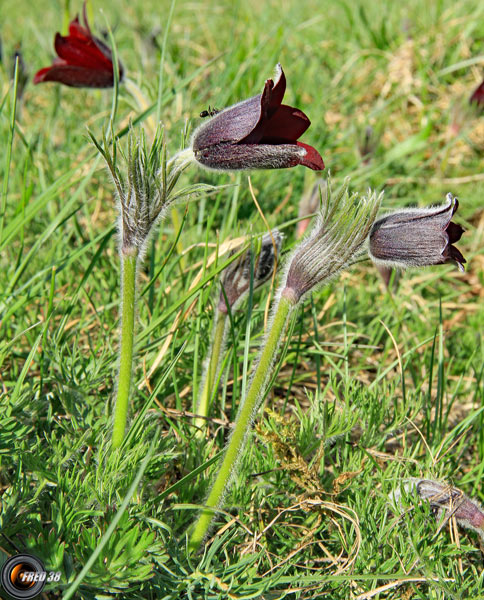 Anémone pulsatille montagnarde2_Dauphiné